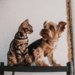 Produits pour Animaux